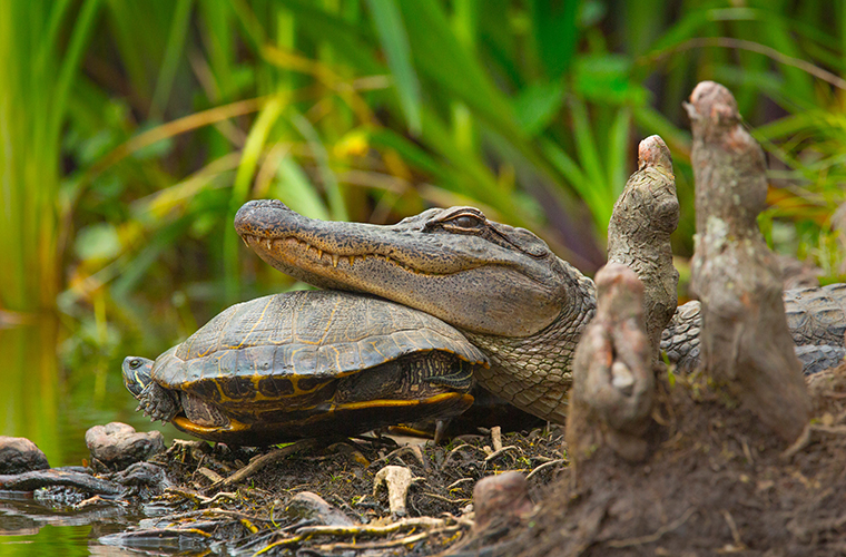 alligator resting head on and turtle in Cypress Lake