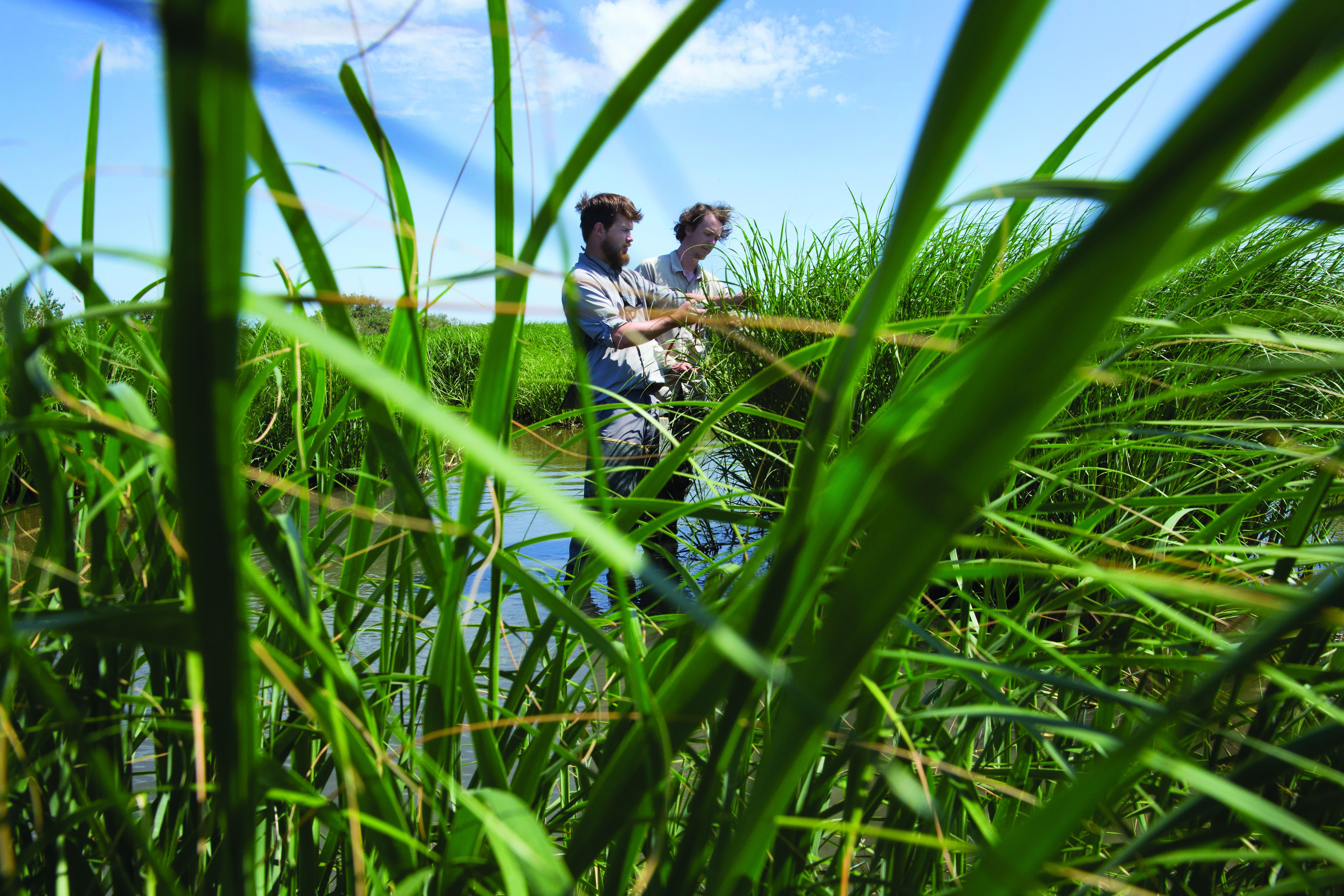 two researchers working in high grass marsh
