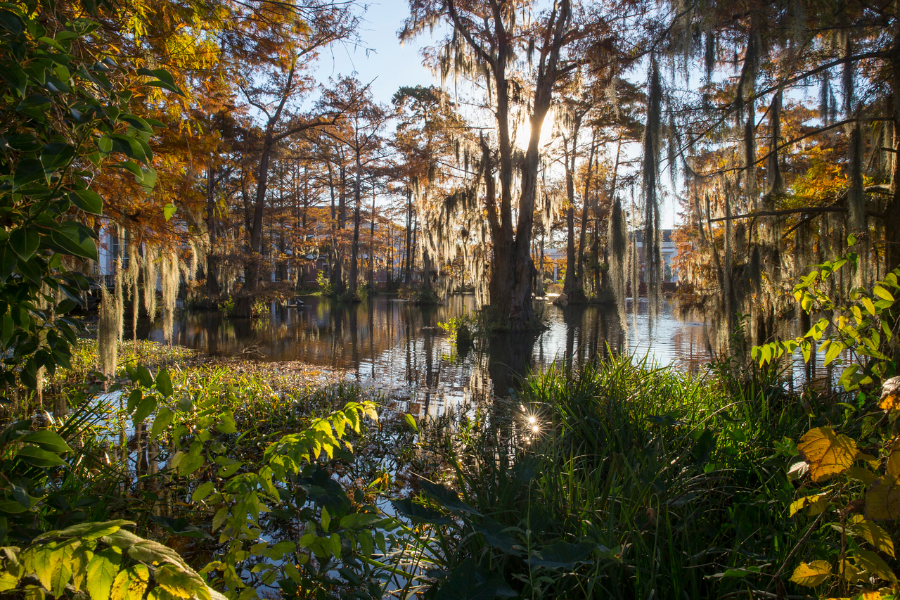 Image of cypress trees in Cypress Lake, the swamp on UL Lafayette's campus