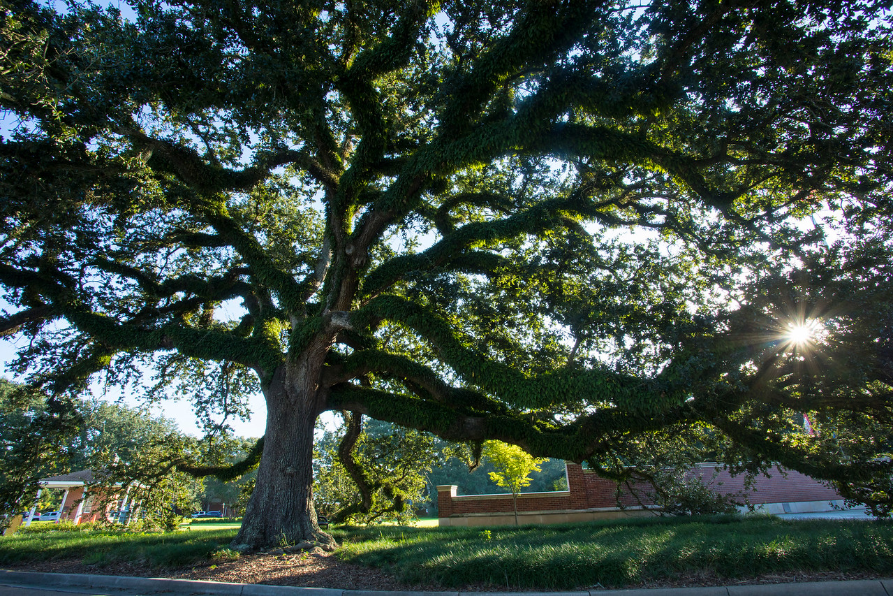 Image of a live oak tree on UL Lafayette's campus