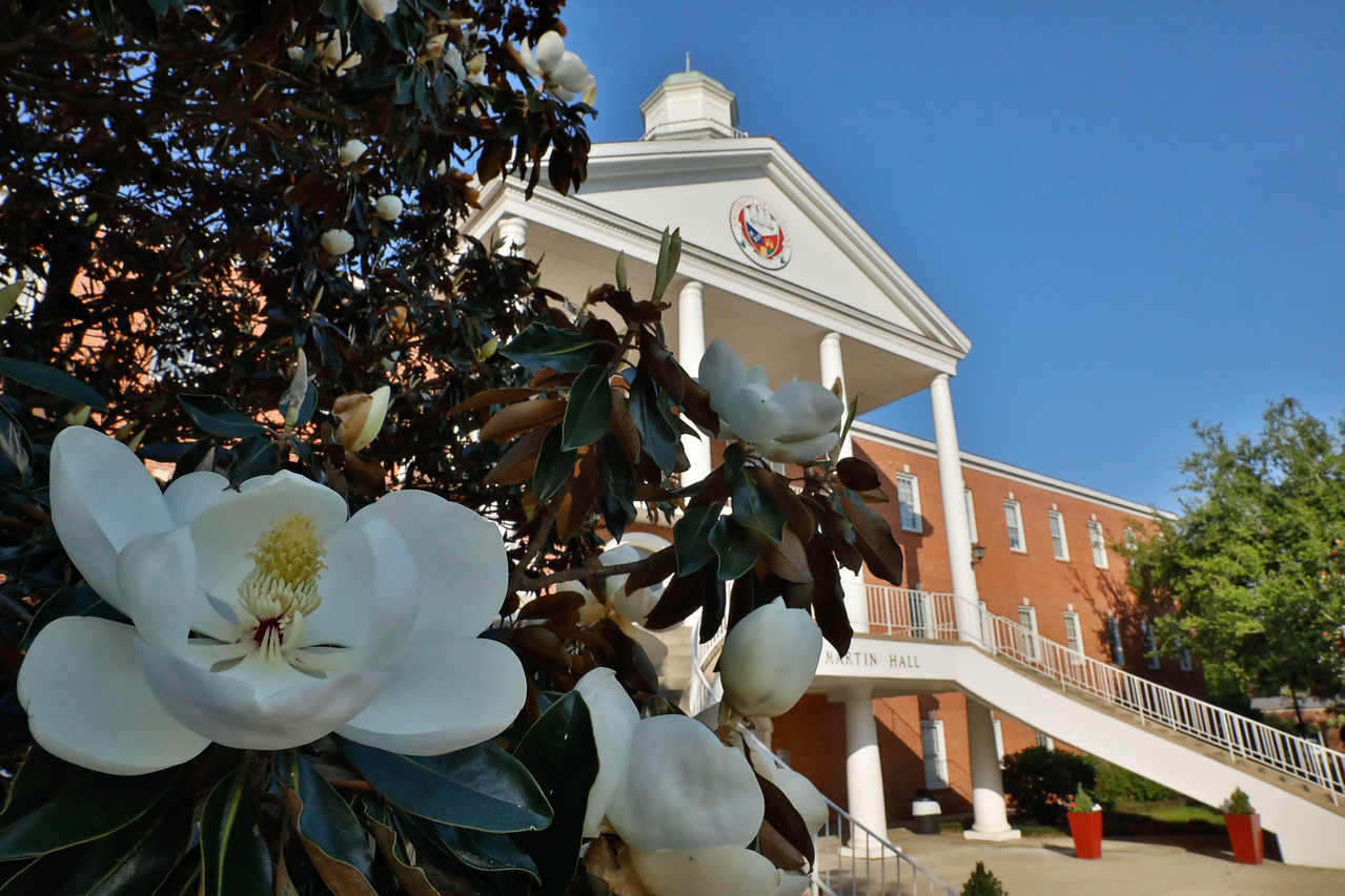 Image of a magnolia in front of Martin Hall on UL Lafayette's campus