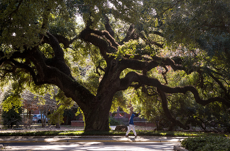 UL Lafayette student walking alone on campus under tree.