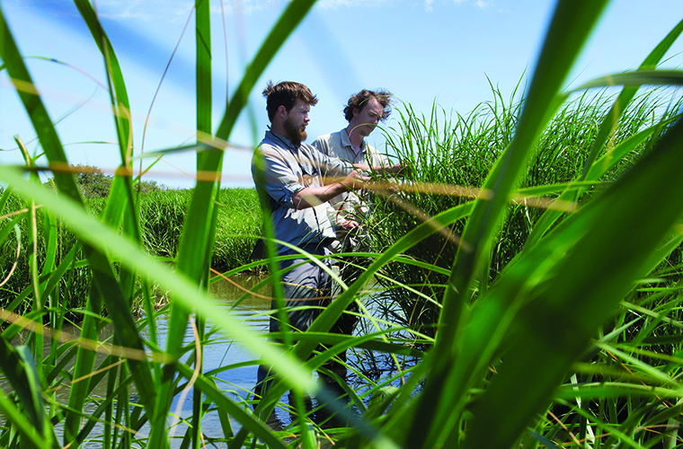 Graduate students researching in a wetland