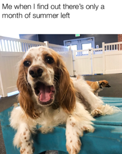 a dog with a wow face saying that's me when I find out there's only a month of summer left