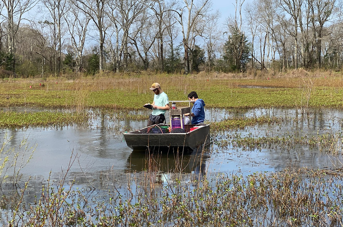 UL Lafayette researchers studying invasive fish species’ viability as crawfish bait
