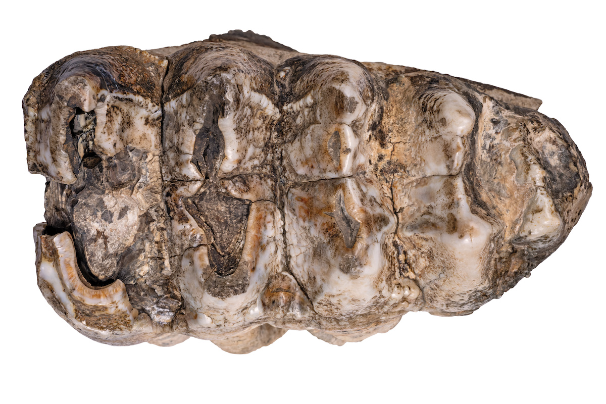 A close-up view of a mastodon tooth fossil
