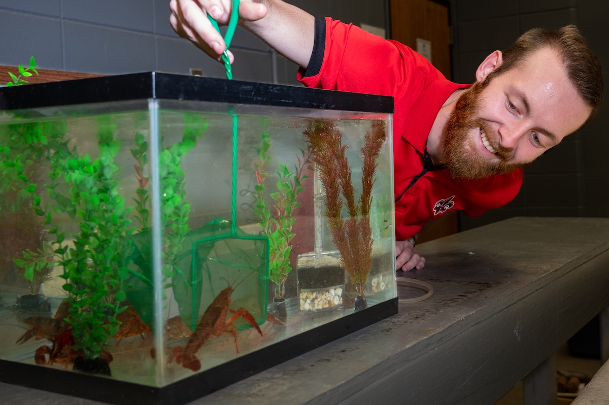 Student reaches into a fishtank with a small net, trying to catch a crawfish.