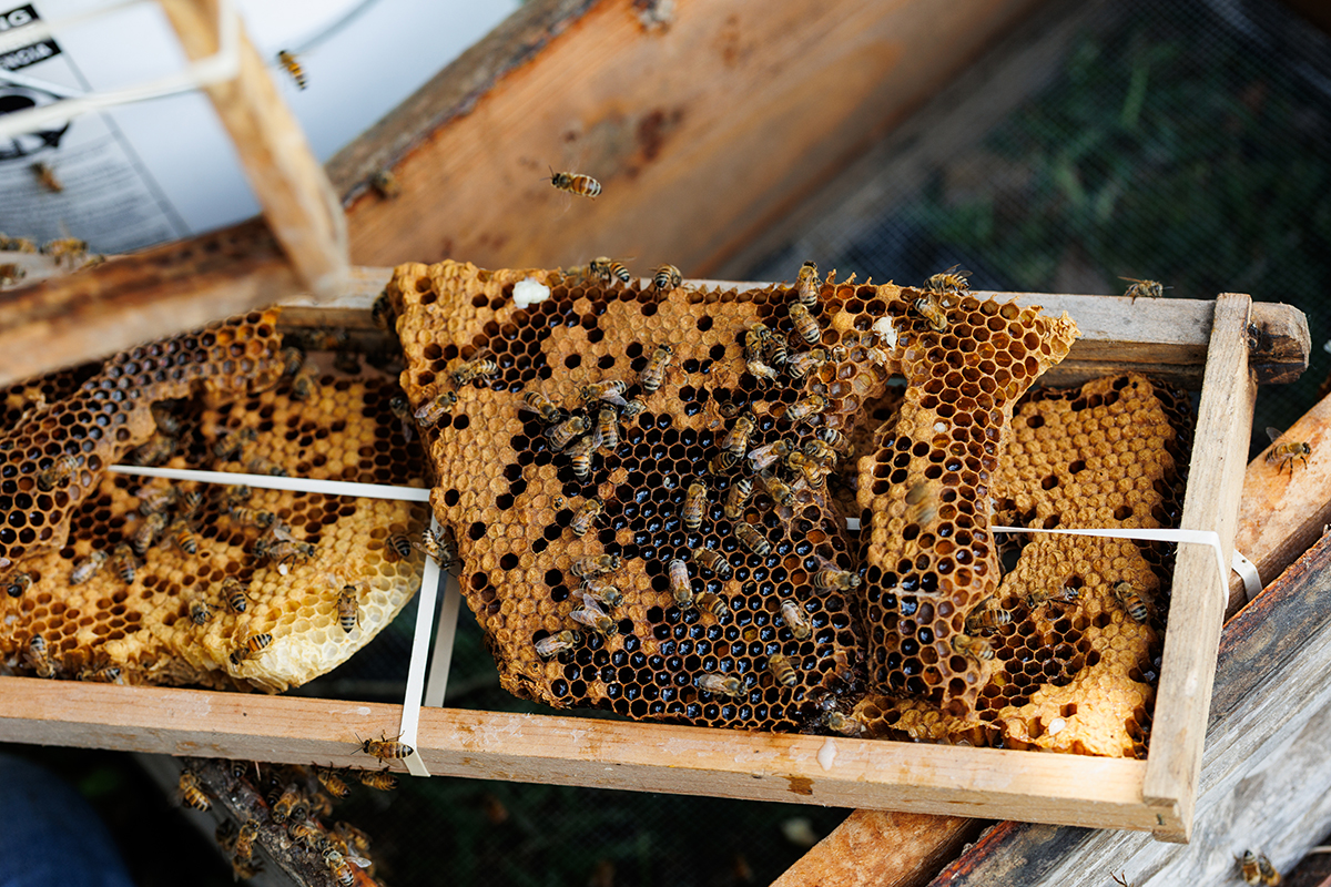 Pieces of a beehive and honeycomb