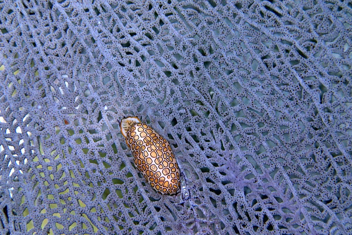 deep sea life