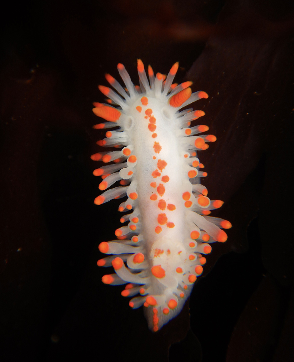 deep sea life