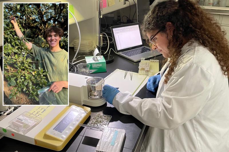 UL Lafayette students use campus oaks to track rising carbon dioxide levels