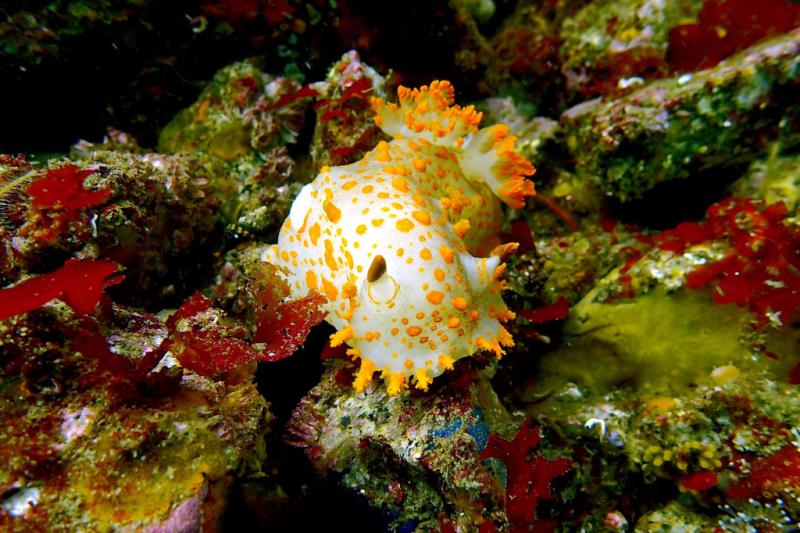 Photo of deep sea life