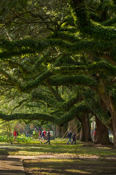 Environmental science majors at the University of Louisiana at Lafayette enjoy the natural campus beauty such as the oak trees over Saint Mary Boulevard