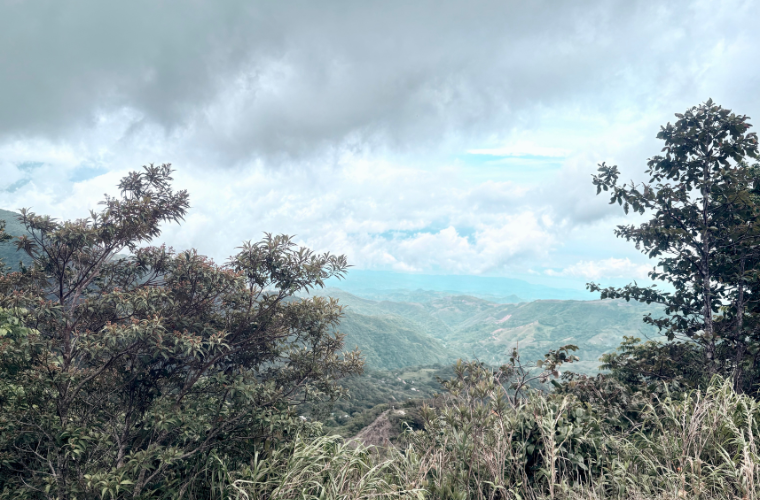 A photo of the lush Costa Rican rainforest.