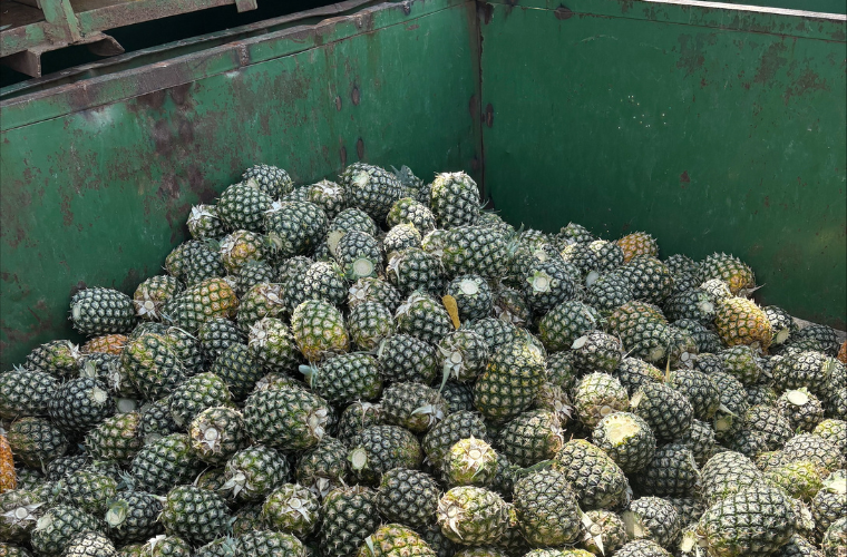 A bin full of pineapples.