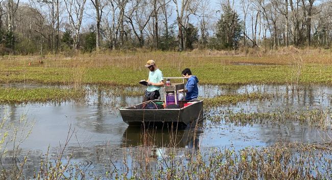 UL Lafayette researchers studying invasive fish species’ viability as crawfish bait