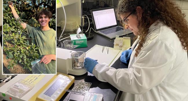 UL Lafayette students use campus oaks to track rising carbon dioxide levels