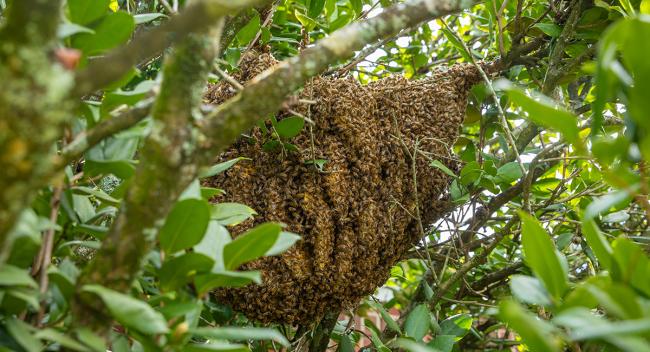 Bee hive in tree