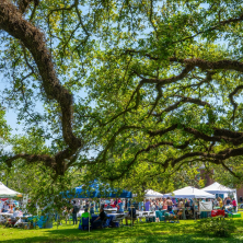 A group of tents under a giant tree