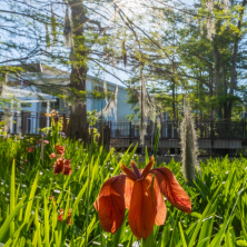 A shot of a flower on the swamp