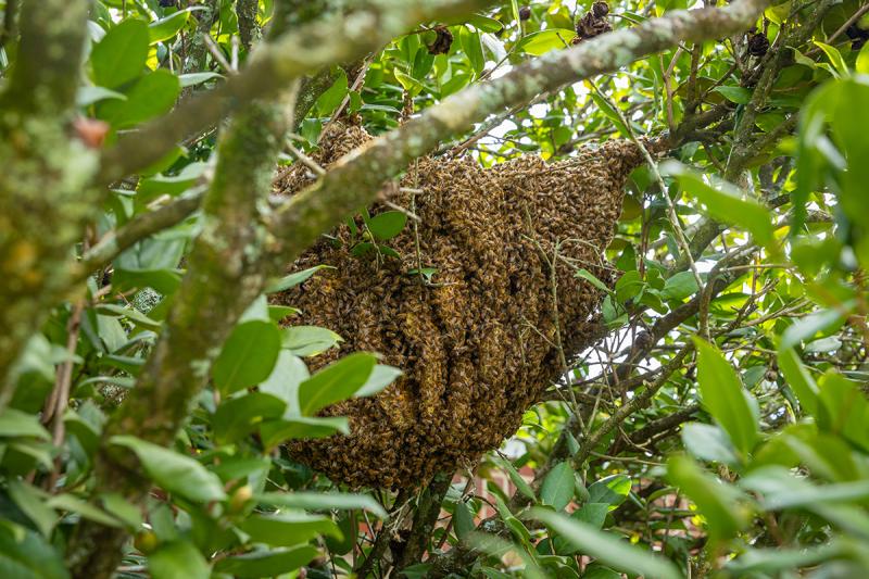 Bee hive in tree