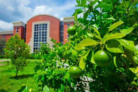Fruit trees are among the hundreds planted on campus in 2016.