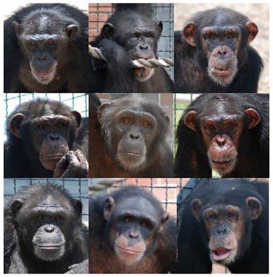 Nine chimpanzees that are being resettled in a northern Georgia sanctuary.