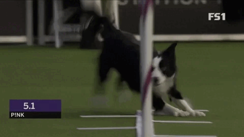 A border collie runs through weave poles in an agility competition