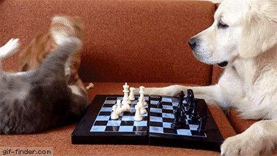 Lab watching two playing cats across a chess board