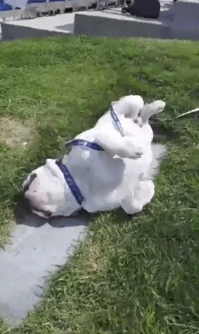 A bulldog rolls around outside in the grass