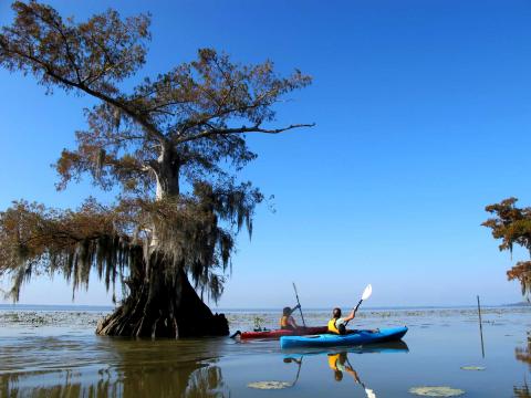 Two kayakers on Lake Martin in Lafayette Louisiana