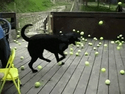 Dozens of tennis balls are dumped in front of an excited black lab