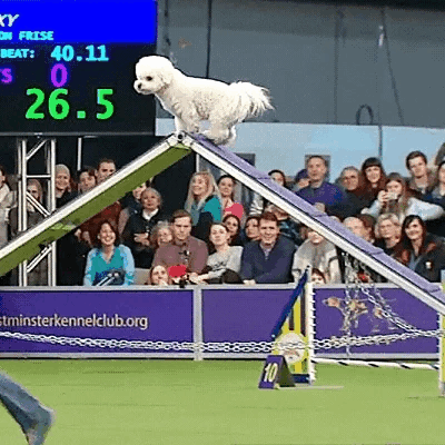 A bichon frise looks around on top of an A frame during an agility competition