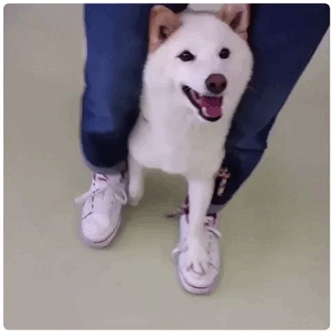 A large white dog keeps their front paws on a person's feet as they walk forward