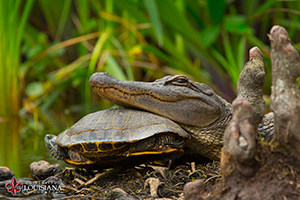 desktop wallpaper of alligator resting its head on a turtle's back at UL Lafayette