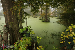 desktop wallpaper of Cypress Lake at UL Lafayette on a foggy day