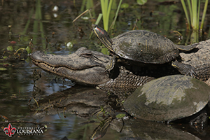 desktop wallpaper of a turtle resting on top of an alligator at UL Lafayette's Cypress Lake