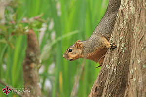 desktop wallpaper of squirrel on a cypress knee at UL Lafayette