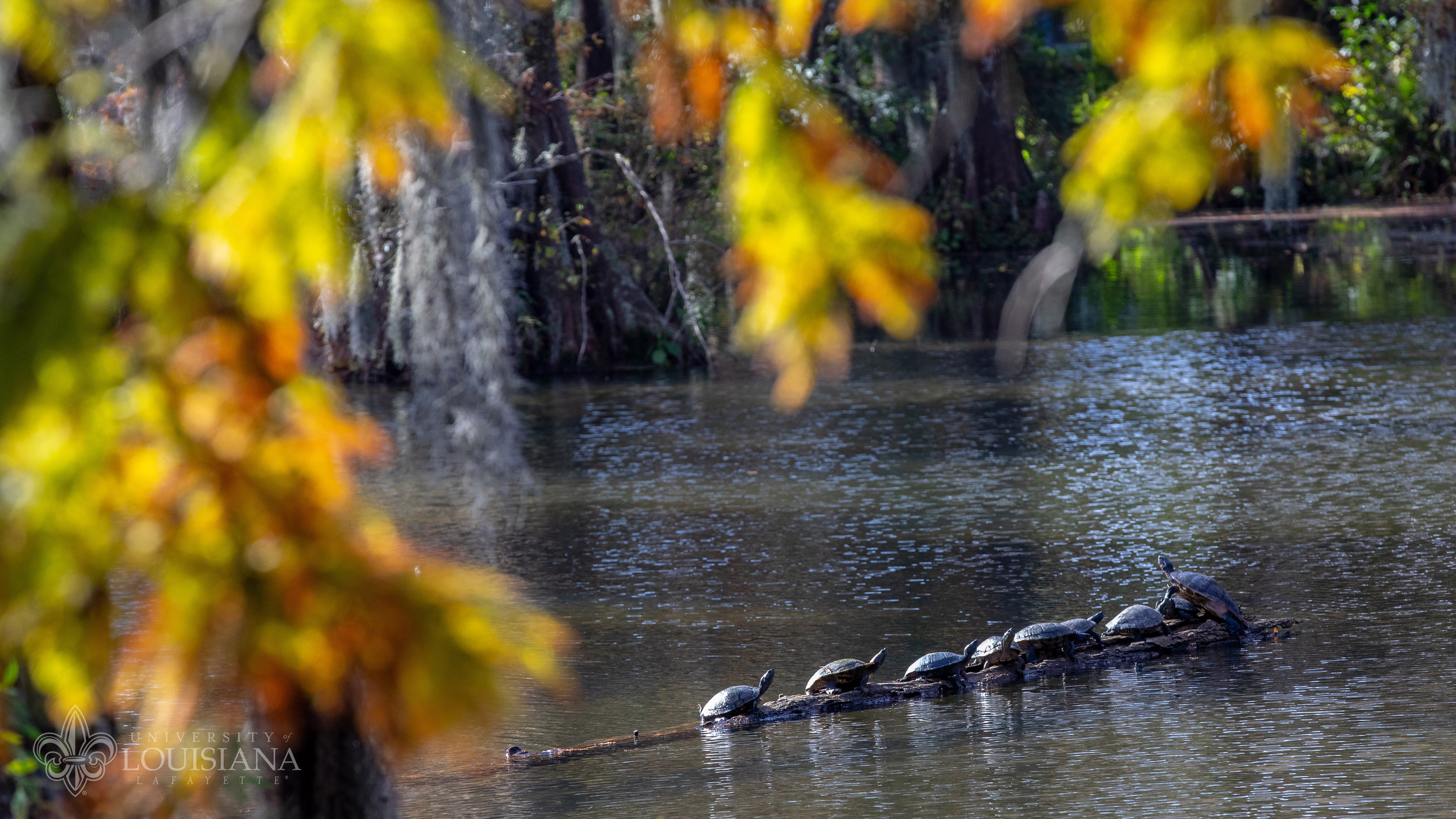 Image of turtles on a floating log in Cypress Lake at the University of Louisiana at Lafayette.