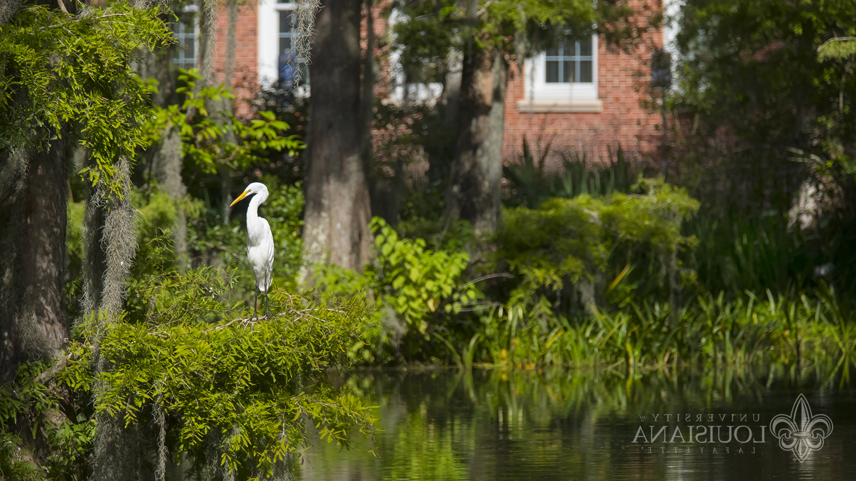 A photo of a white great egret perched in a low bough of a tree in a Cypress Lake on the UL Lafayette campus.